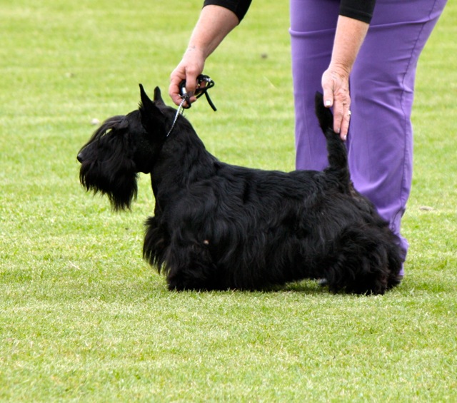 2011-11-nz_bob.jpg
